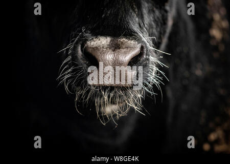 Extrame close up di una mucca nera muso (naso e bocca) Foto Stock