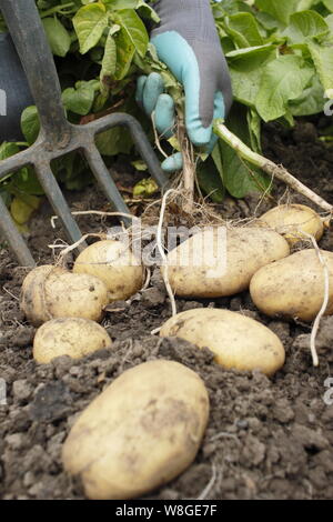 Solanum tuberosum. Raccogliendo a mano le prime patate primaticce di 'Lady Christll' in un giardino di cucina. REGNO UNITO Foto Stock