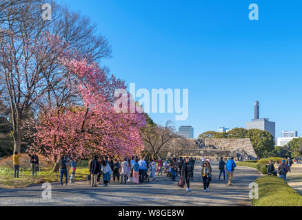 Fiore di Ciliegio con il sito del castello di Edo di tenere la distanza, Est giardini, Imperial Palace, Tokyo, Giappone Foto Stock