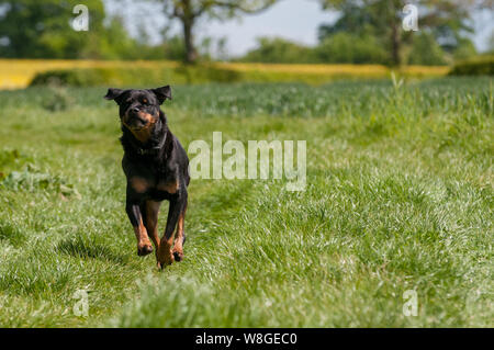 Rottweiler razza aggressiva totalmente goduto la vita non aggressivo e di essere felice in esecuzione in un campo in Inghilterra. Non credete a ciò che si sente. Adorabile Foto Stock