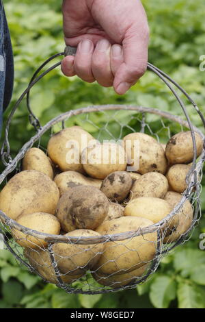 Solanum tuberosum. Appena scavato 'Lady Christll' prime patate primissime in un cestino di filo in giardino di assegnazione del Regno Unito Foto Stock