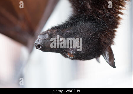 In prossimità di una: la malese flying fox (a.k.a. frutti di grandi dimensioni bat) appeso a testa in giù Foto Stock