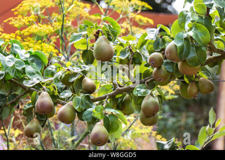 ESPALIER ESPALIERED PAR Fruit Tree "Beurre Hardy" (Pyrus communis 'Beurre Hardy') espalier addestrato maturare in un giardino estivo della cucina con giardino parasolo dietro Foto Stock