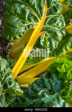 Bieta Bietola giallo "luci luminose " Beta vulgaris (foglia Gruppo di barbabietola) "Luci". Le bietole. Annuale. Amaranthaceae. sole estivo, di foglie e di steli Foto Stock