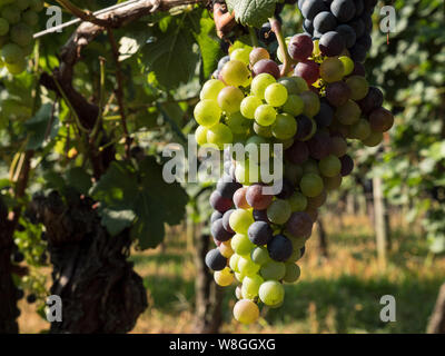 Close up di un grappolo di uva verde su un vitigno Foto Stock