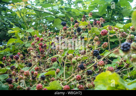 More di rovo sulla maturazione delle boccole nel selvaggio. Foto Stock