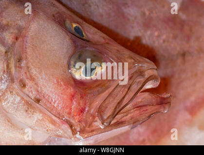 Rombo giallo o soffio (Lepidorhombus whiffiagonis), una specie di sinistra-eyed pleuronettiformi nella famiglia scoftalmidi Foto Stock