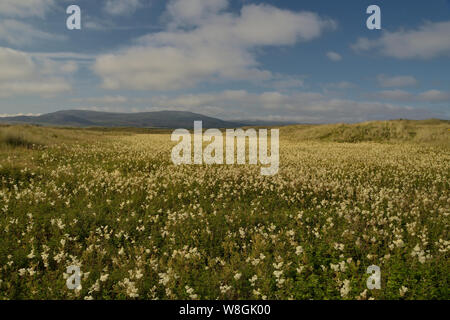 Coul Link, una zona di dune di terreni sulla costa est della Scozia, è stato nel 2017 il soggetto di una applicazione di pianificazione per un nuovo campo da golf a 18 buche. Foto Stock