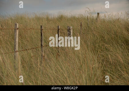 Un recinto in erba lunga tra le dune di sabbia su Coul Links, sulla costa orientale della Scozia. Un nuovo campo da golf è stato proposto per questo sito. Foto Stock