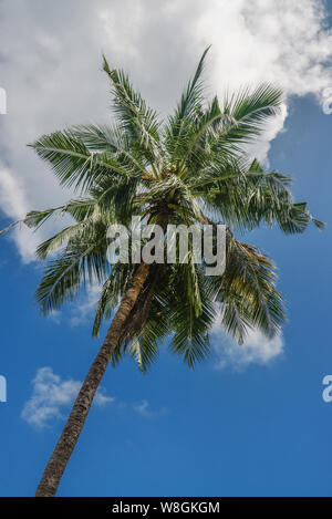 Bella vista tropicale con Palm tree contro il cielo Foto Stock
