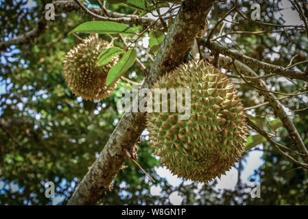 Durian tree, fresco frutta Durian su albero nella giungla di Bali. Foto Stock