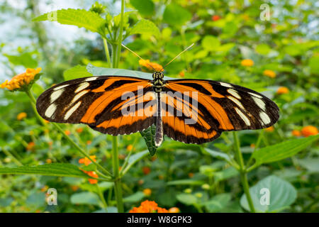 Tiger-striped longwing ( Heliconius ismenius ) Foto Stock