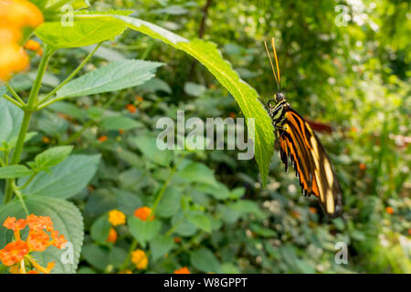 Tiger-striped longwing ( Heliconius ismenius ) Foto Stock