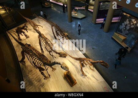 Repliche di scheletri di dinosauri sono in mostra a Shanghai il Museo di Storia Naturale durante la sua anteprima in Cina a Shanghai, 17 aprile 2015. Shanghai Foto Stock