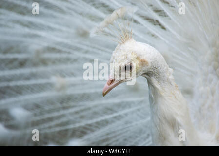 Ritratto di un pavone bianco con piume aperto Foto Stock