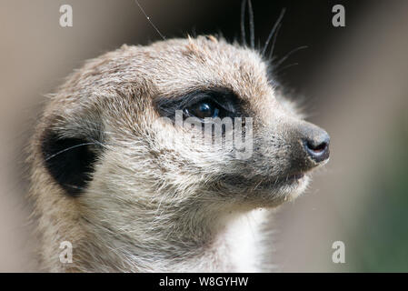 Ritratto di un meerkat suricate o in una giornata di sole Foto Stock