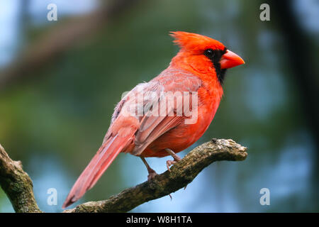 Luminoso rosso cremisi comune o il cardinale settentrionale (cardinalis) maschio in vista laterale seduto su un ramo Foto Stock