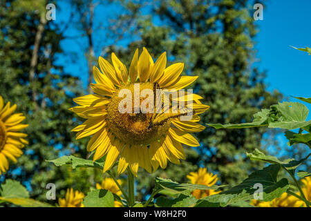 Girasole di grandi dimensioni con un giallo farfalla a coda di rondine nella miscelazione e alcune api mellifere nel centro impollinare tutti i girasoli in un campo su un brigh Foto Stock