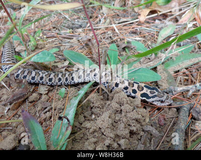 Porco orientale-serpente dal naso in Ontario Canada Foto Stock