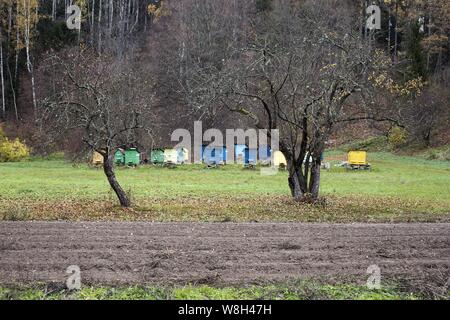 Colpo di alberi vicino apiary nei boschi Foto Stock