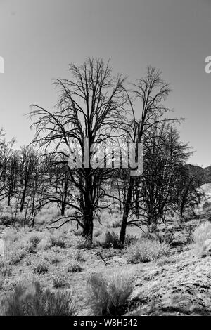 Dead annerite alberi forestali bianco grigio la copertura del terreno. In bianco e nero. Foto Stock