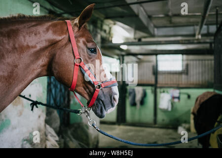 Museruola cavallo closeup con briglia, base equestre Foto Stock