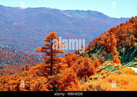 Unico albero alto sul lato montagna con la montagna al di là sotto i cieli blu. Foto Stock