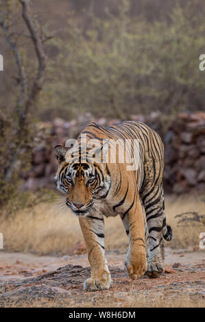 Immagine headon Wild tigre maschio sulla passeggiata serale e territorio marcatura ad estate safari a secco di bosco di latifoglie del Parco nazionale di Ranthambore, Rajasthan Foto Stock