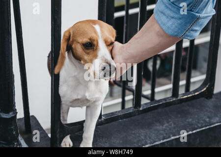 Angolo di alta vista di un passante da coccolare un cane spiata attraverso la recinzione. Foto Stock