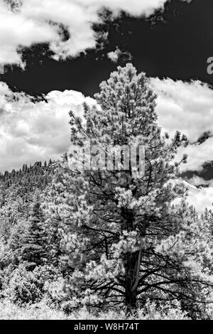 Pino nero sotto il cielo con nuvole bianche. Foto Stock