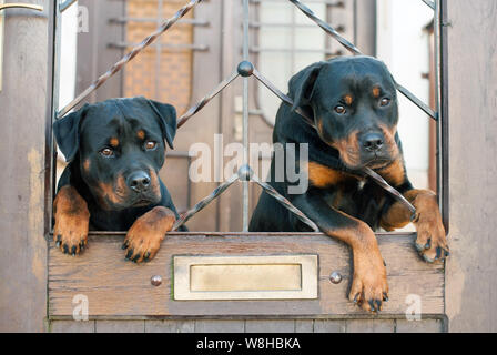 Rottweiler, cane pane seduta sul cancello di ingresso della casa, guardando la telecamera. Foto Stock