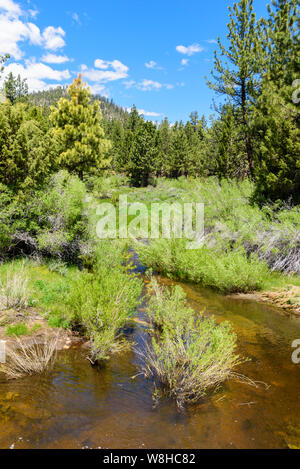 Creek in esecuzione attraverso il verde prato con erba, arbusti e alberi di pino sotto i cieli blu. Foto Stock