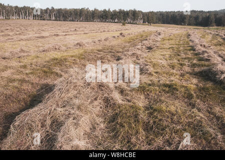 Falciare il fieno rimane in righe sul campo. La distanza è una foresta. Messa a fuoco selettiva in primo piano. Lo sfondo è sfocato. Foto Stock