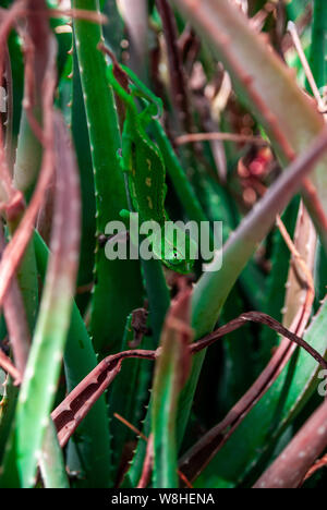 Sbalorditivo camaleonte verde strisciato tra piante di aloe verdi e rosse. Foto Stock