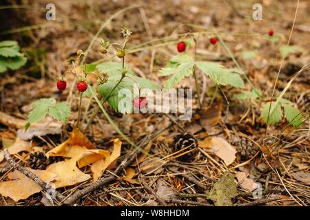 Bacche di colore rosso su una boccola di fragola cresce allo stato selvatico in una foresta di pini. Chiudere l'immagine. Sul terreno sono aghi di pino e coni Foto Stock