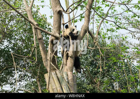 Un panda gigante si inerpica su un albero a Chengdu Research Base del Panda Gigante di allevamento in Chengdu, Cina sud-occidentale della provincia di Sichuan, 20 aprile 2015 Foto Stock