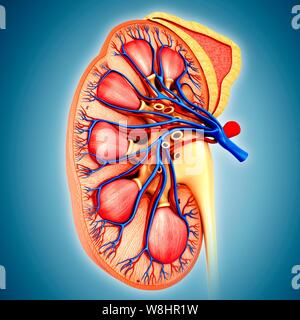 Illustrazione di anatomia del rene. Foto Stock