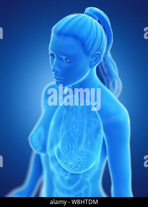 Anatomia femminile, illustrazione del computer. Foto Stock