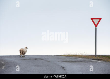 Pecore in attesa il suo turno di attraversare la strada. Foto Stock