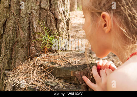 Bambino è sorpreso di apprendere un germoglio di pino cresciuto su un moncone nella foresta Foto Stock