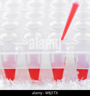 Punta di plastica riempiti in rosso con la miscela di reazione e di plastica monouso pozzetti per amplificare DNA, spazio di testo Foto Stock