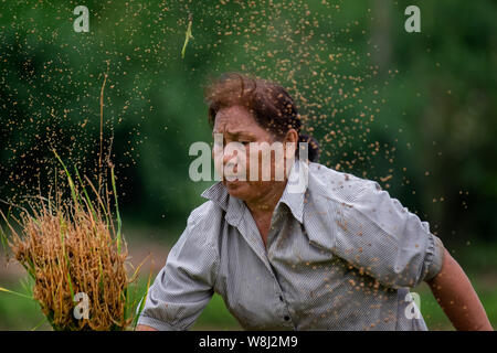 Il trapianto del riso in Nakhon Nayok, Thailandia Foto Stock