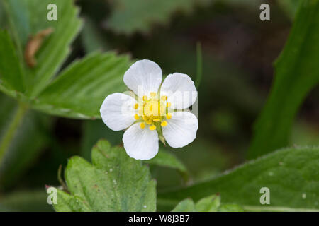 Fragole, Buxton Heath, Norfolk, Inghilterra, Regno Unito 23 maggio 2017 , 23 maggio 2017 Foto Stock