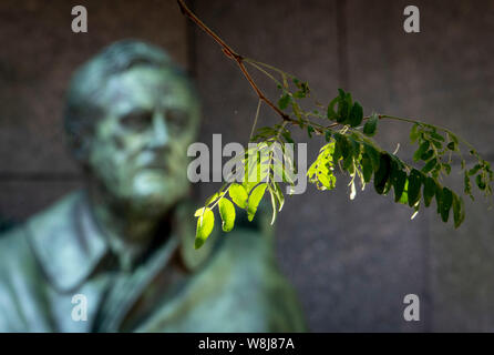 Foglie verdi Foto Stock