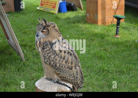 Owle Bird in posizione seduta Foto Stock