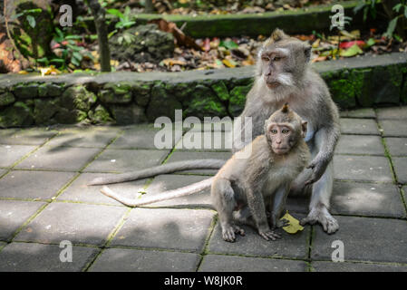 La madre e il bambino lungo Balinese-tailed scimmia a Monkey Temple, Ubud Foto Stock