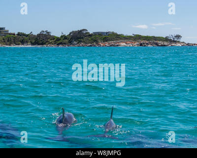 Delfini nelle acque turchesi della Baia dei fuochi, Tasmania Foto Stock