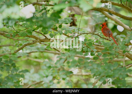 Maschio Cardinale settentrionale nella struttura ad albero tra i rami e foglie Foto Stock