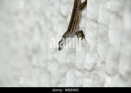 Piccola lucertola appeso a testa in giù sulla parete Foto Stock