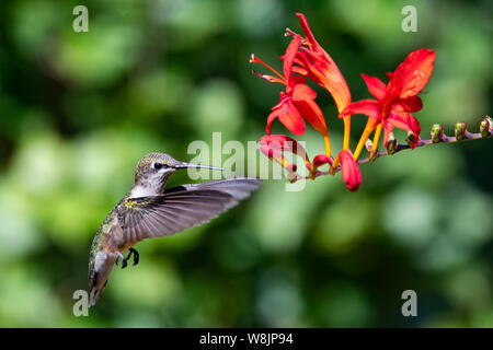 Un maschio immaturo ruby throated hummingbird hovering vicino al rosso brillante crocosmia fiore in un giardino in speculatore NY USA Foto Stock